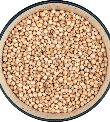 Sorghum (White)